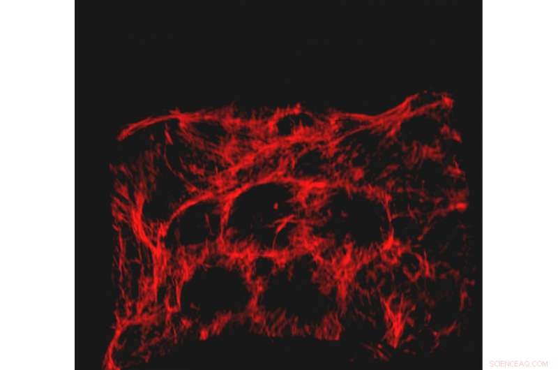 Revolutionary Low‑Cost Hydrogel Accelerates Wound Healing