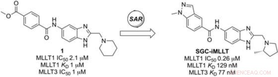 Selective Chemical Probes Target Epigenetic Regulators in Acute Myeloid Leukemia