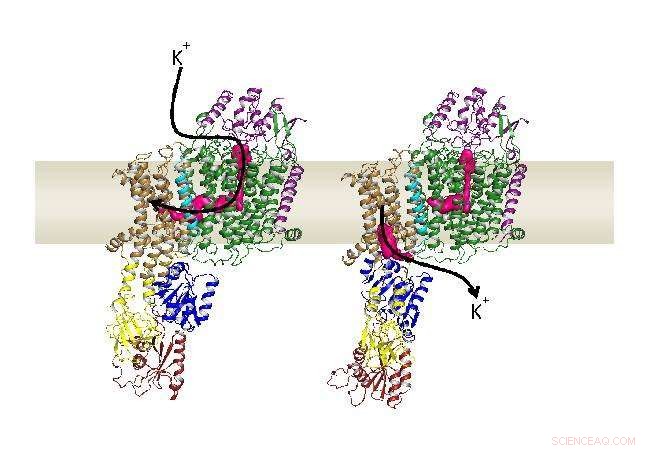Potassium Entry into Cells: How Channels and Pumps Regulate Ion Flow
