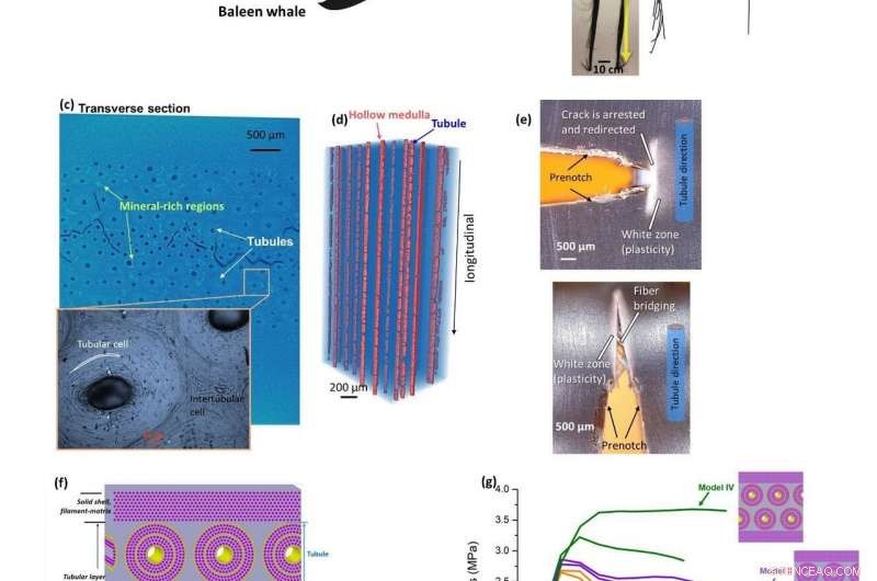 Scientists Decode Whale Baleen s Structural Secrets