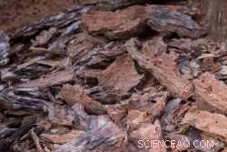 Ready for Production: Innovative Process Unlocks Full Value of Softwood Bark