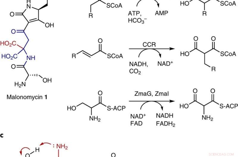 Scientists Identify Gene‑Editing Pathway for Novel Antibiotics