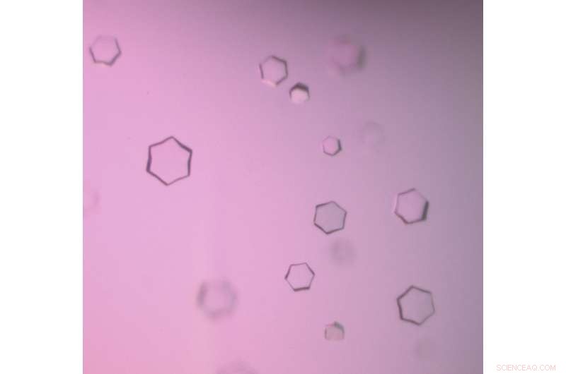 Unveiling the Ring Formation Process in Natural Antibiotic Production