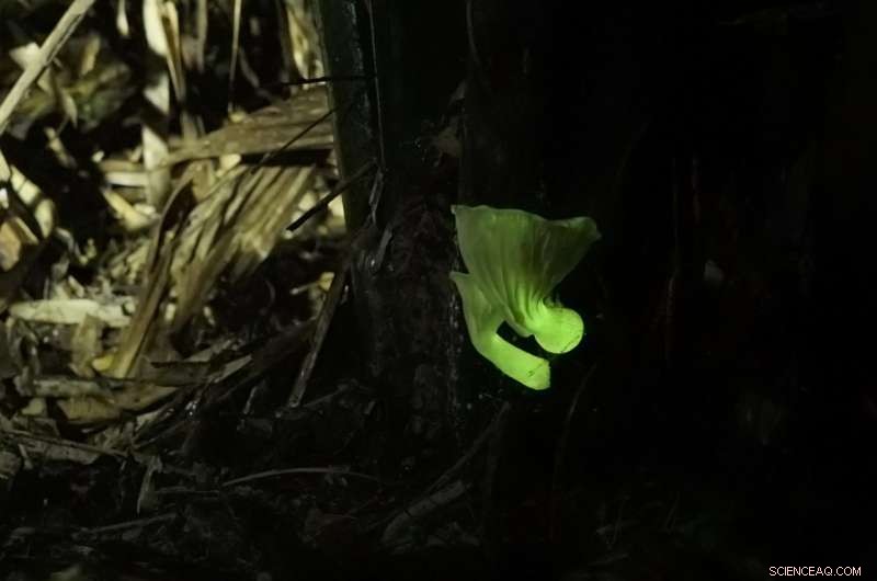 Researchers Decode Fungal Bioluminescence and Engineer Glow‑Producing Yeasts