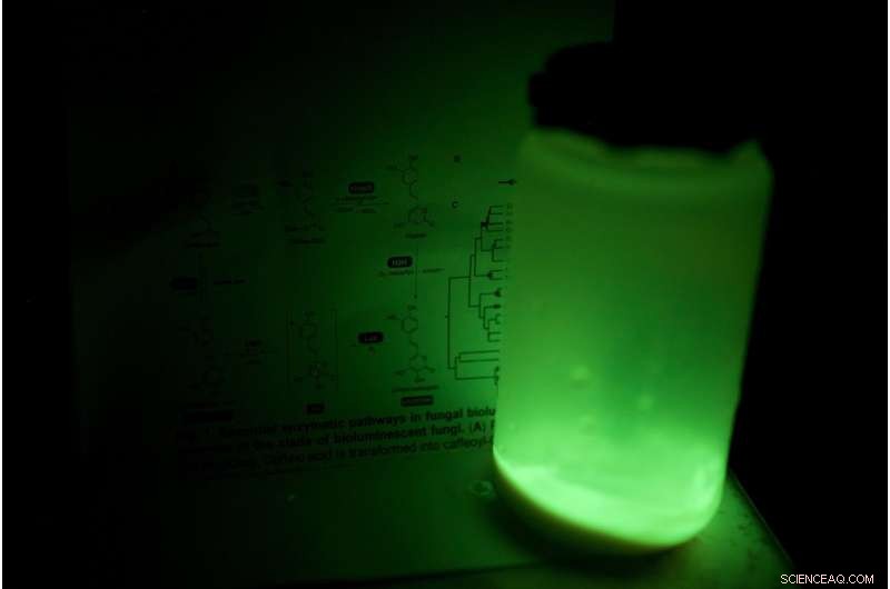 Researchers Decode Fungal Bioluminescence and Engineer Glow‑Producing Yeasts