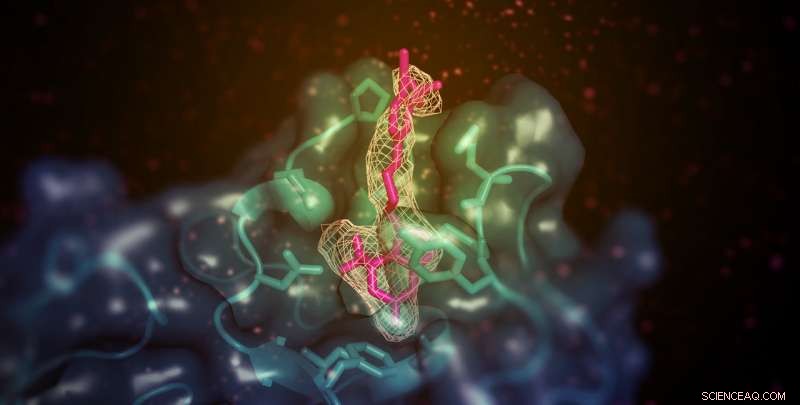 Research Uncovers How a Small Molecule Enhances Excess Cholesterol Clearance
