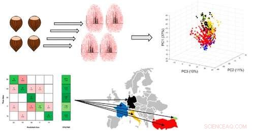 Verifying the Geographic Provenance of Hazelnuts for Premium Quality Assurance