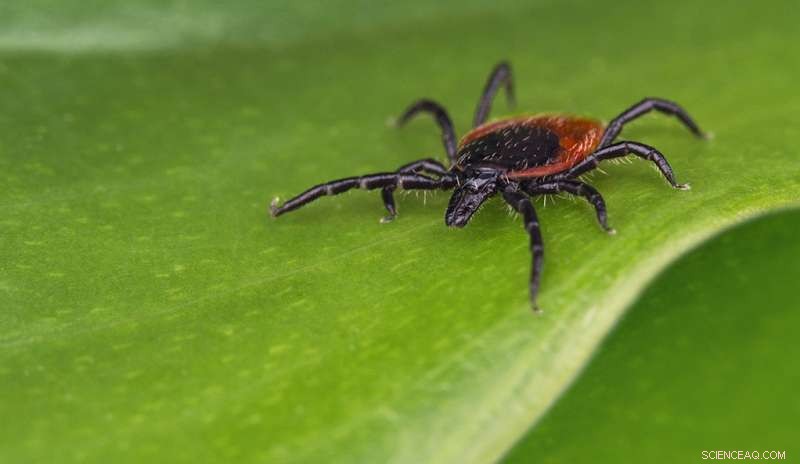 New Research System Enables In-Depth Study of Rising Tickborne Babesiosis