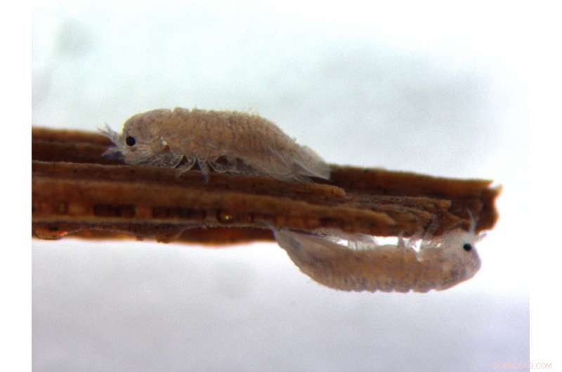 Crustacean Digestive Secrets Could Unlock Sustainable Wood-to-Biofuel Conversion