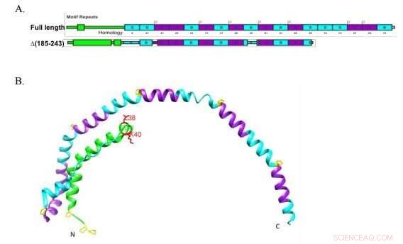 Unveiling the Molecular Mechanisms of Nascent HDL Formation