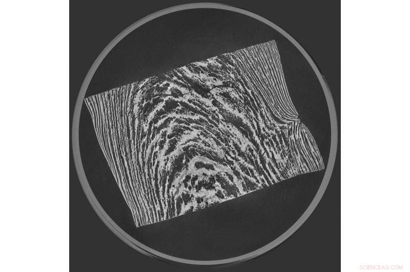 Plant-Based Proteins: The Delicious Alternative for Meat Lovers