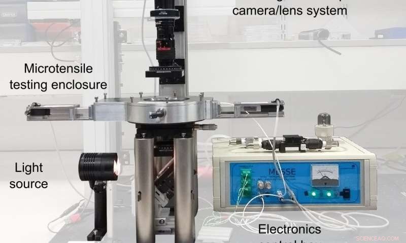 New Synthetic Material Grows Thicker When Stretched: A Breakthrough in Elasticity