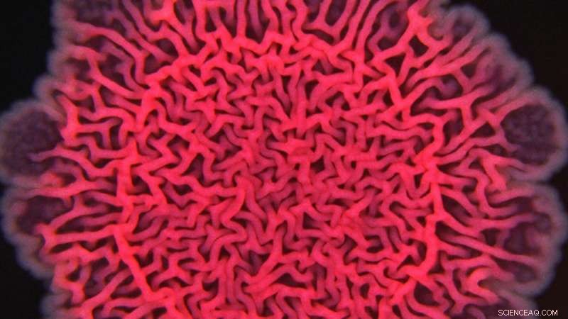 Princeton Researchers Reveal Biofilm Removal Technique That Peels Like Old Stickers