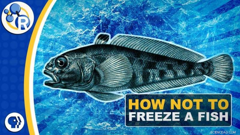 How Antarctic Fish Avoid Freezing: The Science Behind Their Survival
