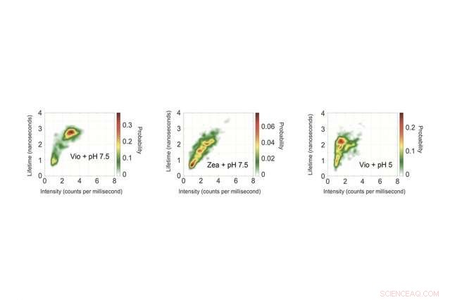 How Plants Harness Sunlight: A Deep Dive into Photosynthetic Energy Management