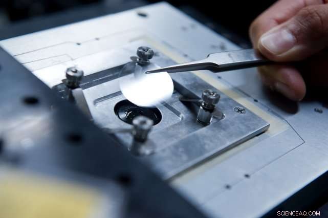 How Plants Harness Sunlight: A Deep Dive into Photosynthetic Energy Management