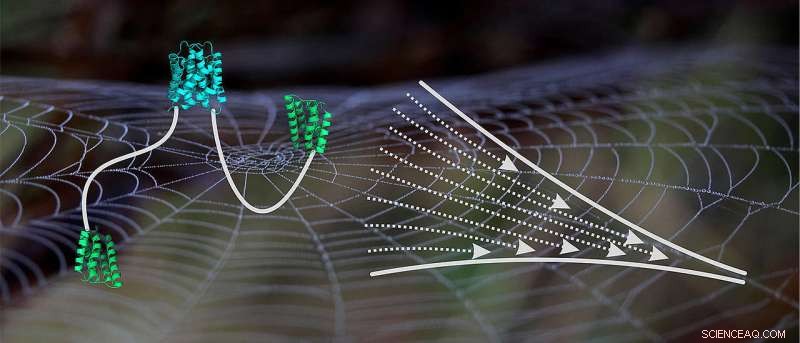 Unveiling the Molecular Secrets of Spider Silk