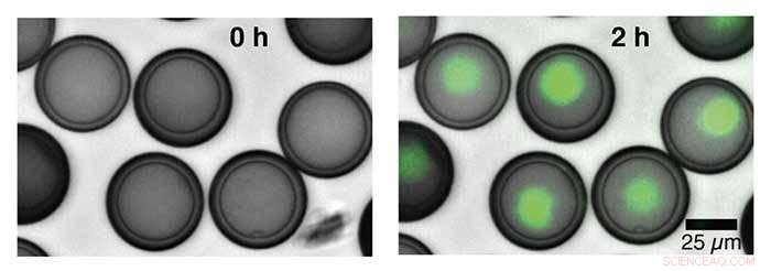 Mimetic Cells Reveal Advanced Communication Abilities
