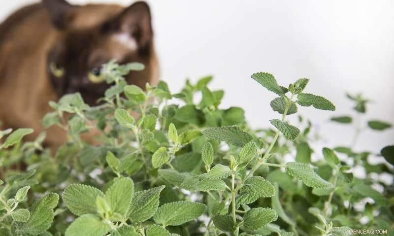 How Catnip Produces the Chemical That Drives Cats Into a Frenzy
