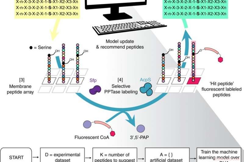 Harnessing Machine Learning for Precision Peptide Design