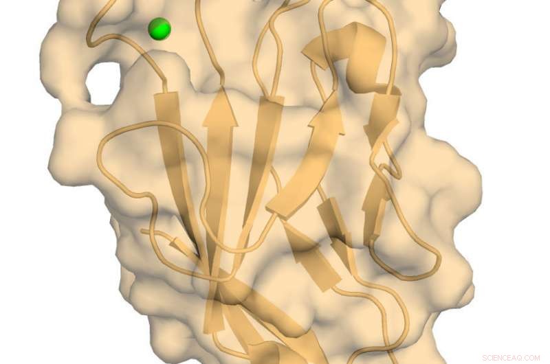Scientists Capture Atomic-Scale Structure of Key Immune Regulator TIM-3