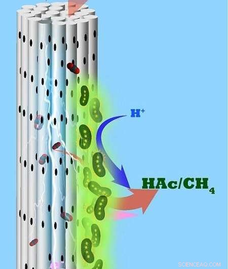 Microbes Convert CO₂ to Valuable Chemicals via Porous Cylindrical Electrodes