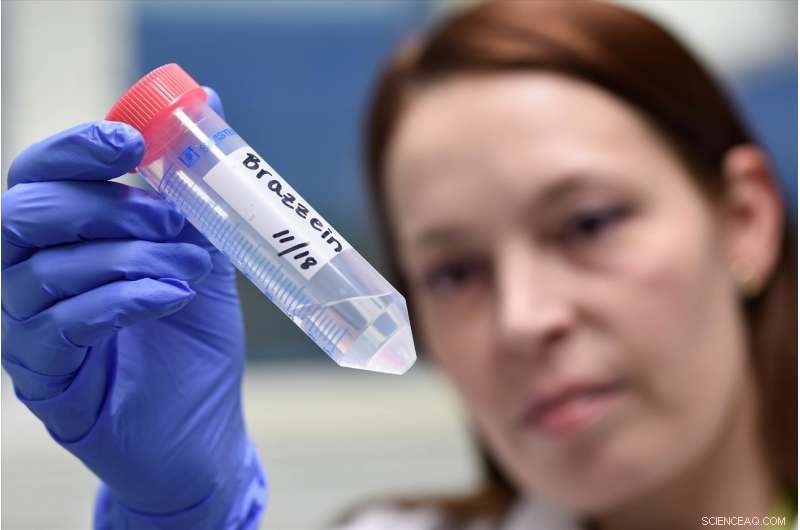 Oulu University Breaks Ground in Producing Natural Sweetener Brazzein