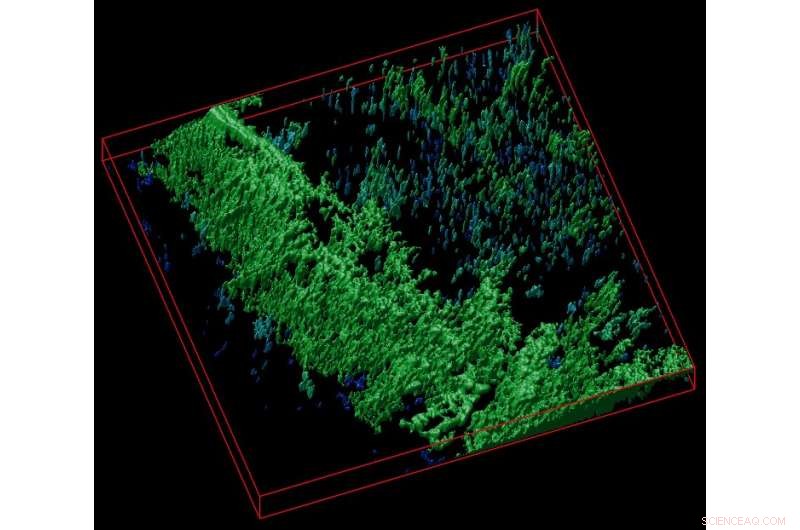 Innovative Cellulose Biosensor Promises Breakthroughs in Advanced Tissue Engineering