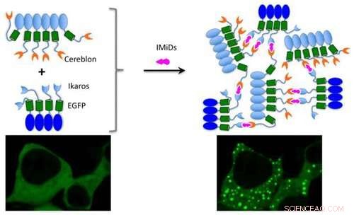 Visualizing Small-Molecule Protein Interactions Inside Cells