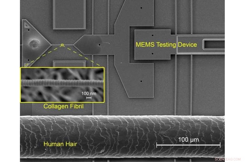 Exercise Enhances Collagen Nanofibril Strength in Mammalian Tissues