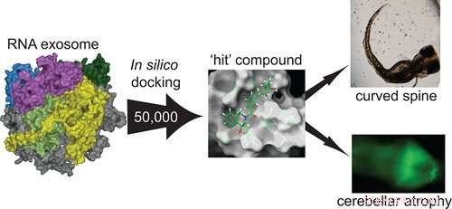 Scientists Discover Genetic Cause of Rare Pontocerebellar Hypoplasia Type Ib