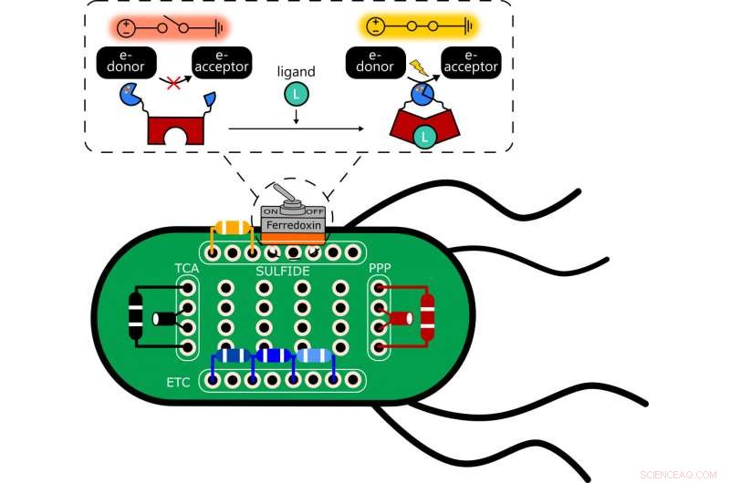 Protein Switches in Bacteria Enable Precise Electron Flow Control