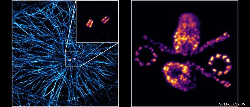Advancements in Super-Resolution Microscopy: Unlocking Cellular Detail