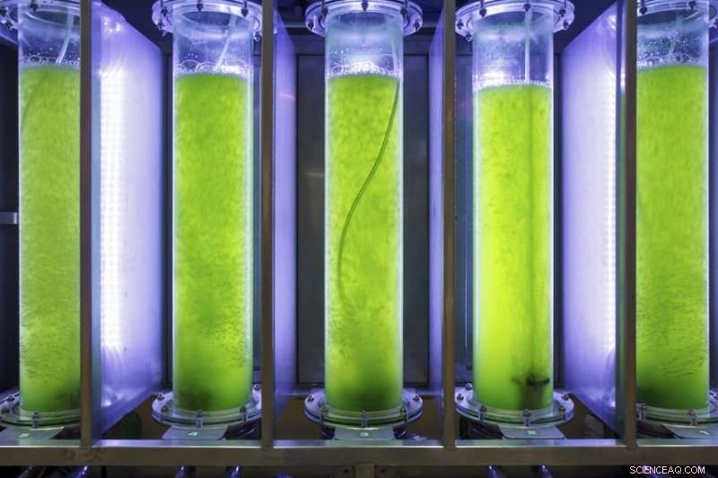 Evaluating Direct Electrolysis for Microalgae Biofuel Extraction: Mixed Outcomes