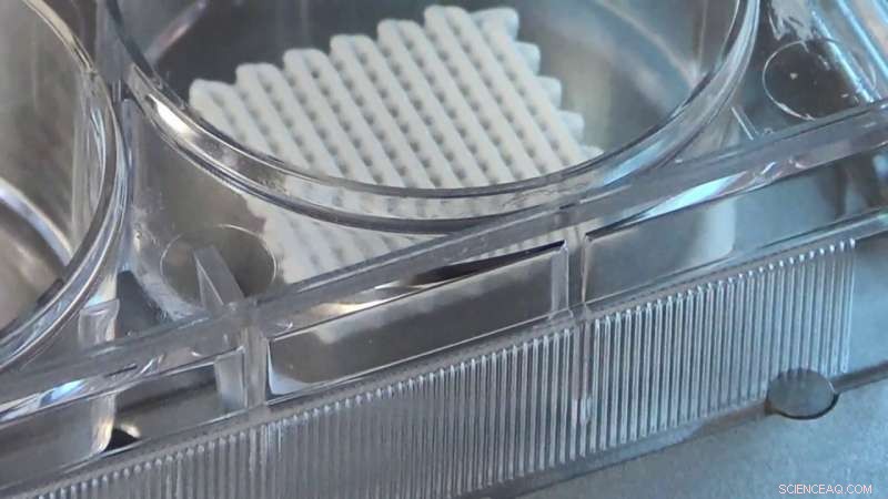 Boosting Bone Formation: Pre-Osteoblast Response to Surface-Enhanced 3‑D Printed Scaffolds