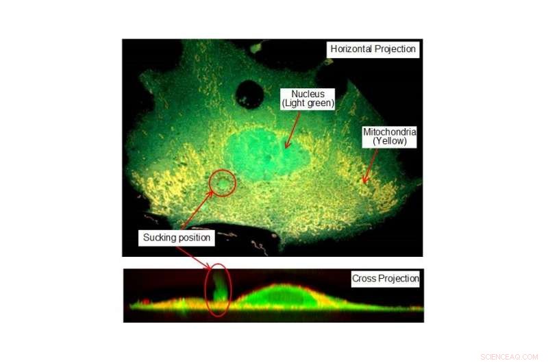 Researchers Unveil Advanced Cell‑Suction Technology