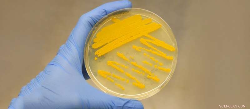 Unlocking Hidden Antibiotics: How CRISPR‑Cas9 Activates Silent Gene Clusters