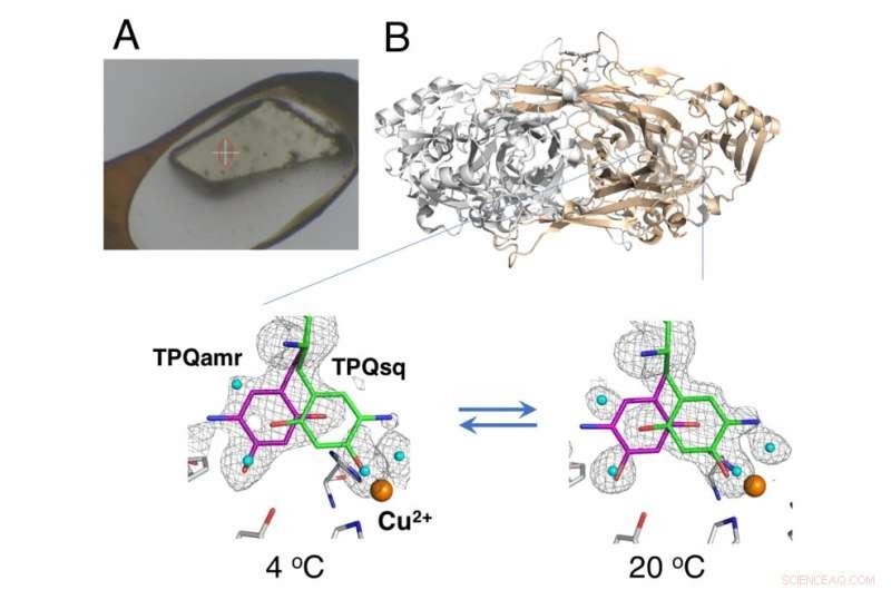 Unfreezing Enzyme Dynamics: Thermodynamics of Proteins in Crystals