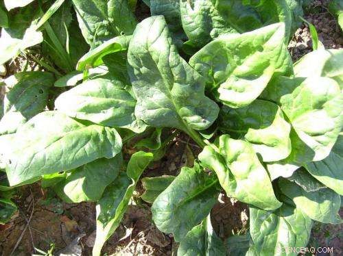 Maximize Spinach s Health Benefits: The Ultimate Guide to Lutein Antioxidants