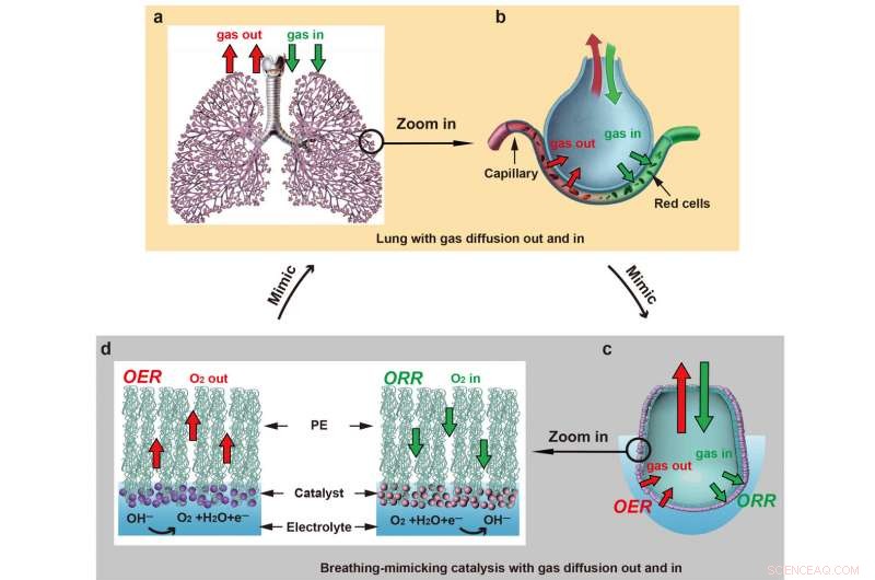 Stanford s Lung-Inspired Catalyst Converts Water into Fuel