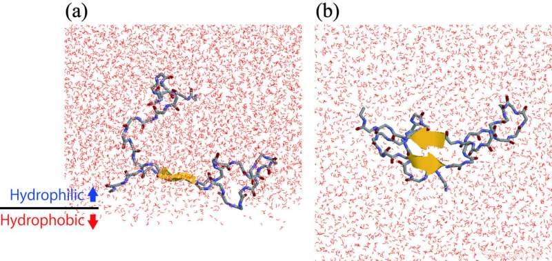 Amyloid-β Dynamics at the Hydrophilic/Hydrophobic Interface: Implications for Dementia