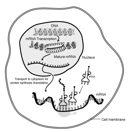 Engineers Pioneer Inhalable mRNA Delivery for Gene Therapy