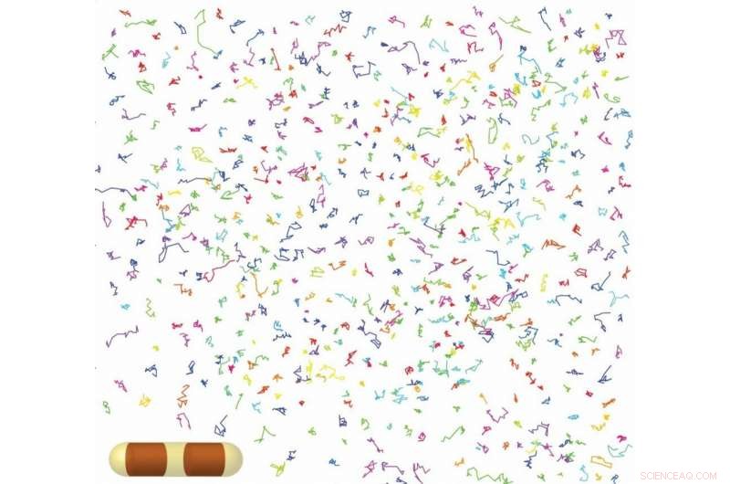 Immune System s Front-Line Defense Halts Bacteria in Their Tracks