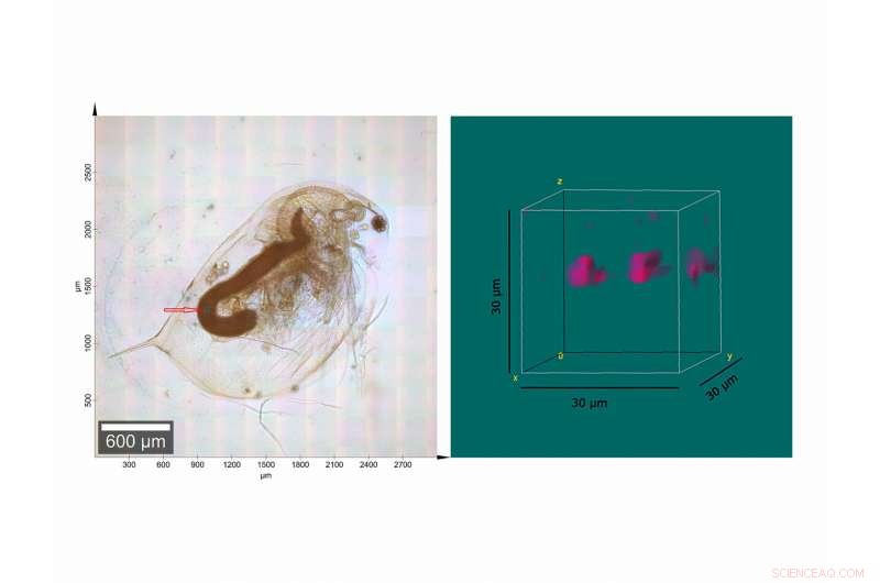Assessing the True Danger of Microplastics to Health and Environment