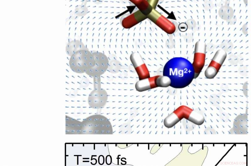 Advanced Dynamic Probes for Ion‑Biomolecule Interactions