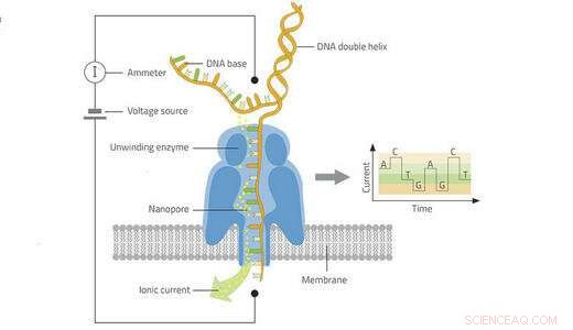 Field-Ready Nanopore Sequencing: Rapid, Mobile Virus Diagnosis