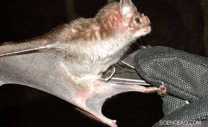 Human Safety Challenges Slow Progress in Vampire Bat Venom Research