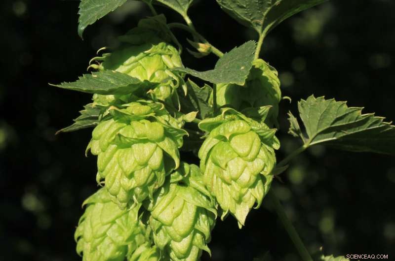 Keep Your Craft Beer Cool for Maximum Freshness