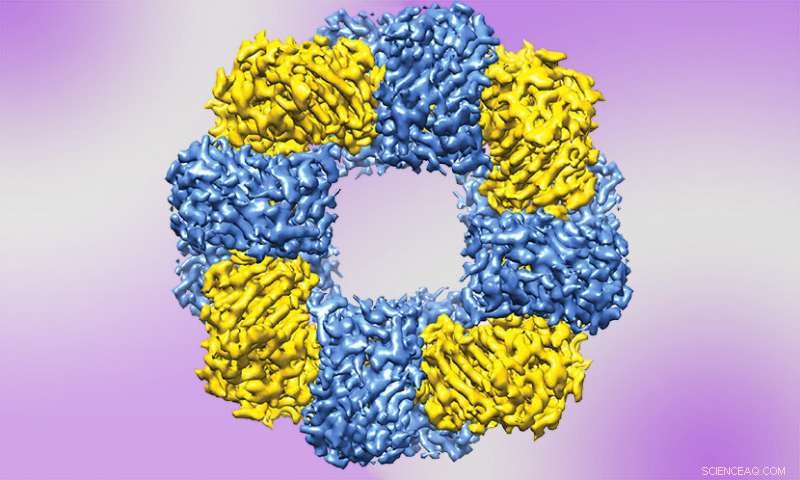 Scientists Use Nature‑Mimicking Approach to Build Protein‑Based Synthetic Structures