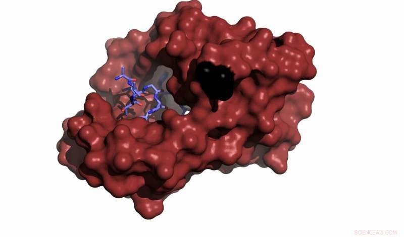Understanding How Mutations in a Key Protein Disrupt Cellular Functions Essential for Health